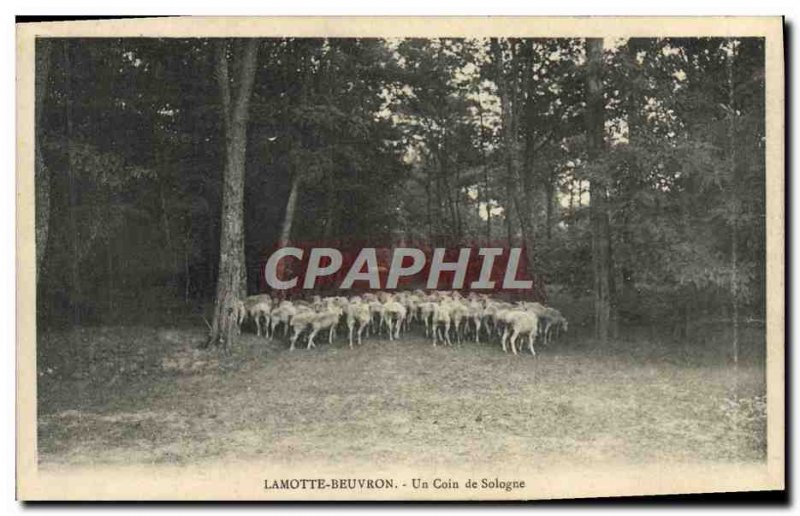 Old Postcard Lamotte Beuvron A Corner Of Sheep Sologne