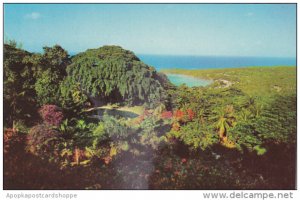 Jamaica Overlooking Ocho Rios From Shaw Gardens