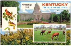 Kentucky, Cardinals, Horses, State Capitol, Goldenrod, Chrome Multiview Postcard