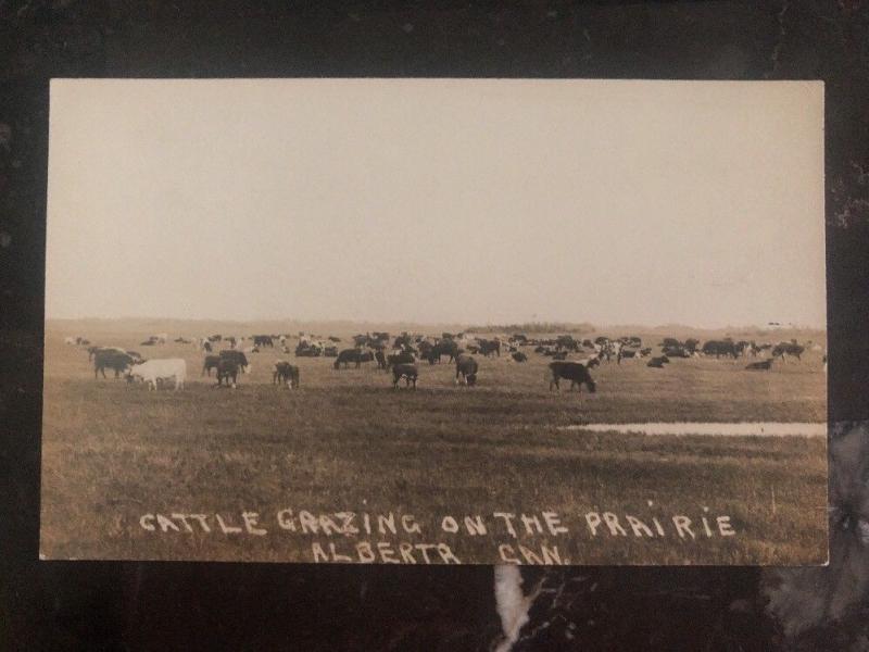 Mint Canada RPPC Real Picture Postcard Cattle Grazing Alberta