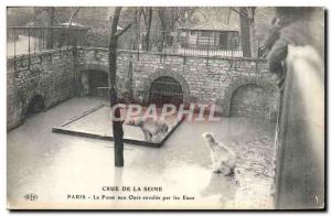 Old Postcard Bear Paris Crue of the Seine The bear pit flooded with water