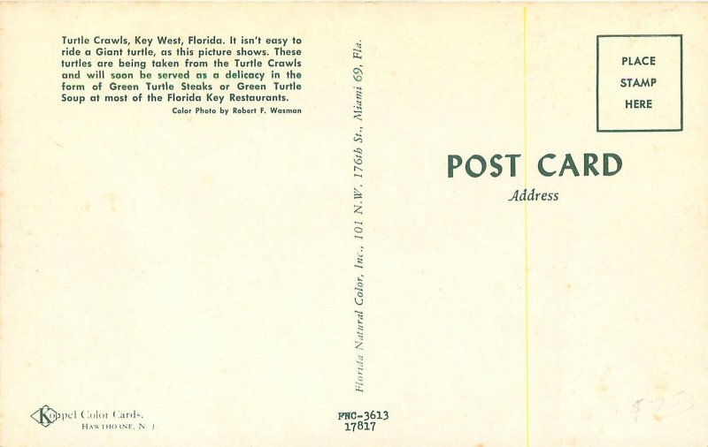 1950s Key West Florida Turtle Crawl people docks  Postcard 25-9830