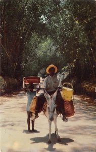 Local Transportation through Bamboo Grove Jamaica 1957 