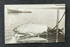 Mint Vintage Tuna at Westport Nova Scotia Canada Real Photo Postcard RPPC