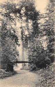 Seattle Washington~Woodland Park Scene~Path Among Tall Pines~Log Across Path~'10