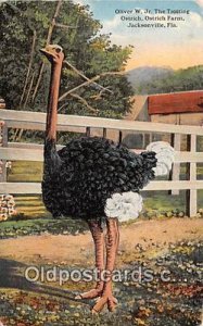 Oliver W Jr, Ostrich Farm Jacksonville, FL, USA