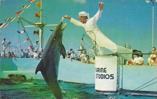 Florida Marineland Hand Feeding Jumping Porpoises Marine Studios