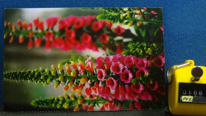 Continental Flowers Postcard Thinner Paper Likely From a Magazine Unposted