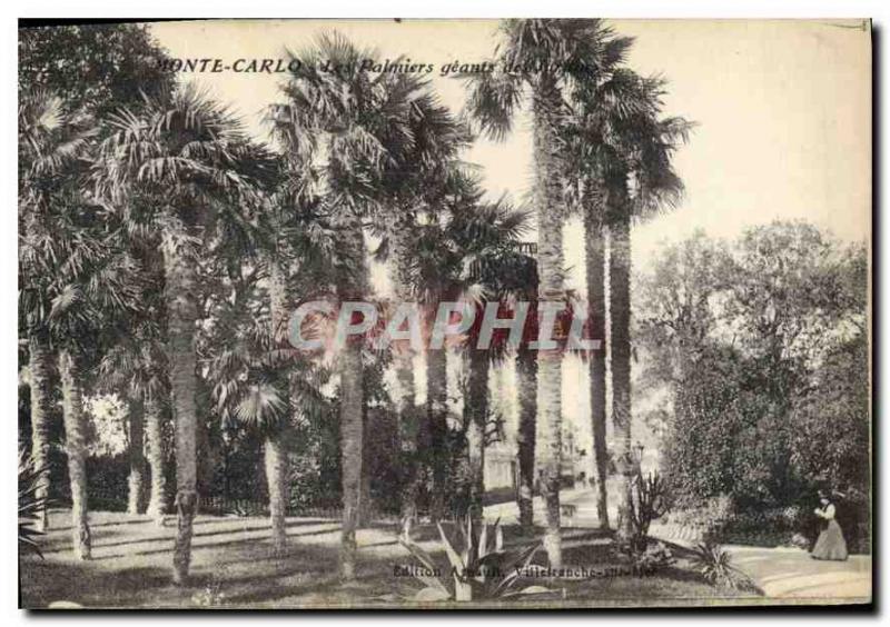 Old Postcard Monte Carlo giants Palms