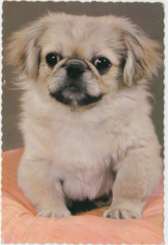 PEKINGESE Dog, The Little Lion, unused Postcard