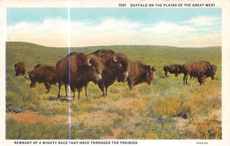 Buffalo on the Plains Buffalo Unused 