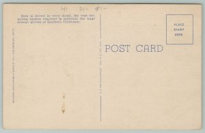 California~Irrigated Orange Grove~1940s Linen Postcard