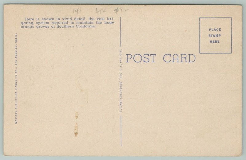 California~Irrigated Orange Grove~1940s Linen Postcard