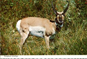 Pronghorn Antelope