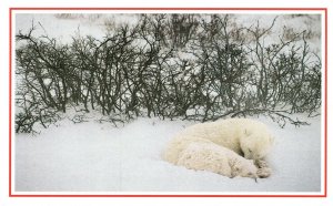 Postcard Polar Bears Sleep In A Frozen Marsh Near Canada's Hudson Bay