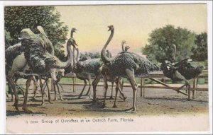 Ostriches Ostrich Farm Florida 1903 postcard