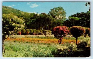 Royal Botanic Gardens JAMAICA 1967 Postcard
