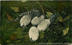Alligator Eggs hatching Florida St Petersburg C-1910 Postcard 20-4828