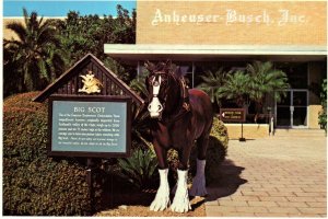 Budweiser Clydesdales,Busch Gardens,Tampa,FL