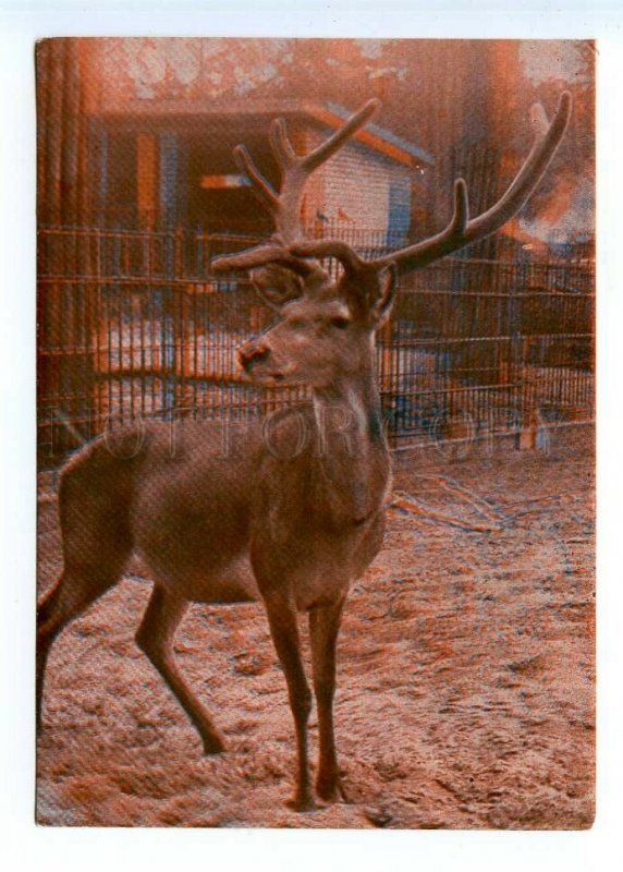 498604 USSR 1967 year Latvia Riga Zoo Red deer stereo volumetric postcard