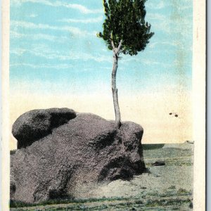 c1910s Laramie, Wyo Tree Rock Lincoln Hwy Rare View Litho Photo Postcard WY A218
