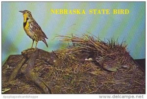 Nebraska Hastings Meadowlark Nebraska State Bird