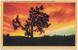 US Unused. California -Joshua Tree against a California Sunset.  Nice card.