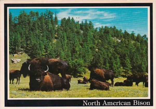 South Dakota Buffalo Herd and North American Bison 1986
