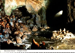 Oregon Coast Sea Lion Caves Interior Year-Round Home Of Steller Sea Lions Nea...