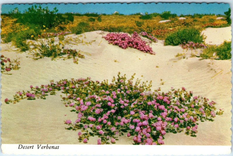 c1970s Pub. Phoenix, AZ Desert Verbenas on Sand Dunes Purple Flowers 4x6 PC M13