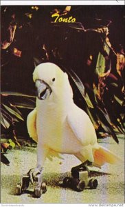 Florida Miami Tonto The Cockatoo Roller Skating Parrot Jungle Red Road