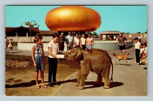 Indianapolis IN Indiana, The Indianapolis Zoo, Baby Elephant Chrome Postcard