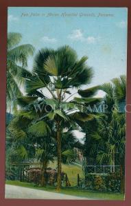 Early Postcard Fan Palm at Ancon Hospital Panama Canal  B4070