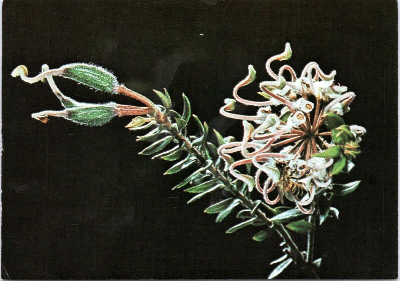 postcard Australian Flowers - Grey Spider Flower