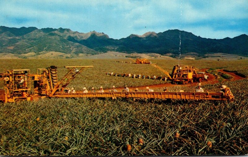 Hawaii Oahu PIneapple Harvesting Modern Machinery and Skillfull Pickers