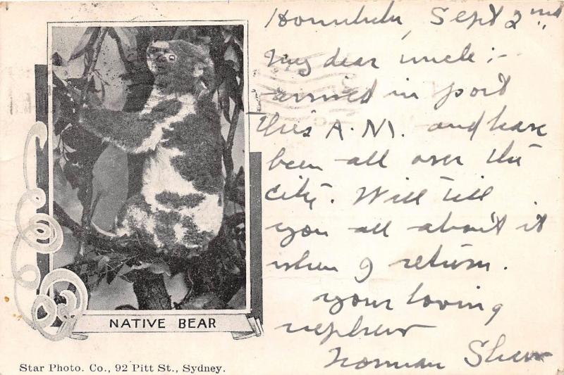 AUSTRALIA NATIVE BEAR KOALA UDB STAR PHOTO COMPANY POSTCARD 1903 POSTMARK