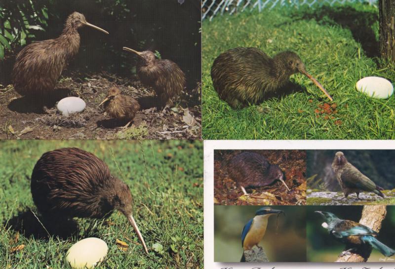 Kiwi & Egg 4x New Zealand Bird Postcard s