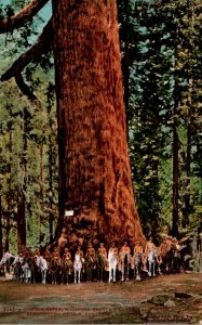 California Big Tree Park General Grant Tree Surrounded By U S Cavalry