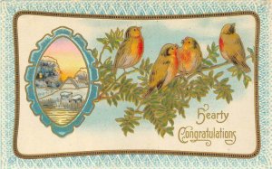 Greeting  CONGRATULATIONS  Four Yellow & Red Birds~Sheep In Pasture  Postcard