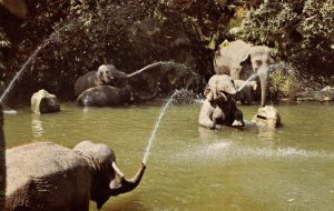 CA - Anaheim. Disneyland. Elephant Pool