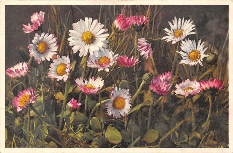 Bellis Perennis Common Daisy Gaensebluemchen Massliebchen Flora Other Unsorted Postcard Hippostcard