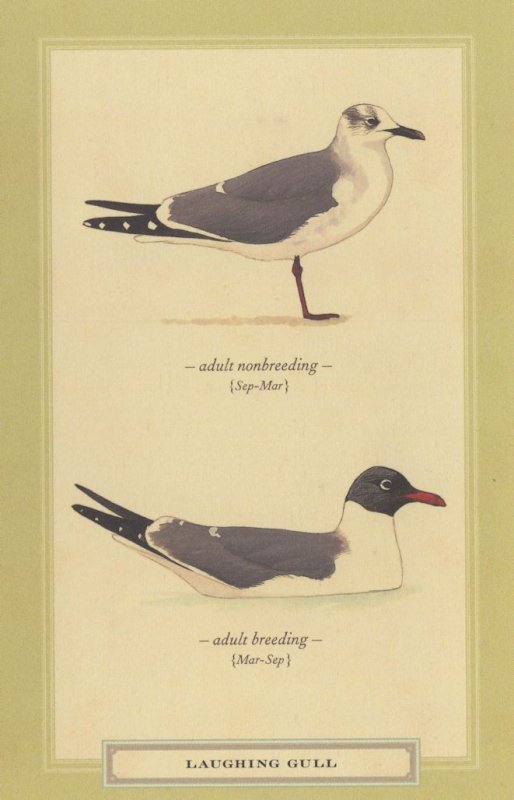 Laughing Gull Bird Breeding Stunning Postcard