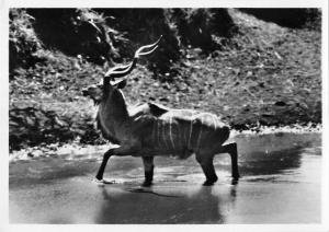 BR88948 kudu antelope kruger park  real photo south africa  animal animaux