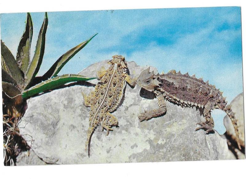 Desert Horned Toads Harmless and Fun to Hold Petley Card