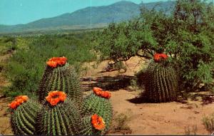 Barrel Cactus On The Desert