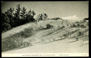 Nature's Decoration in Duneland. Dune Study. C.R. Childs camera study