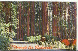 America Postcard - Giant Redwoods of Northern California - Ref 18358A