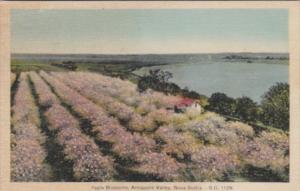 Trees Apple Blossoms Annapolis Valley Nova Scotia Canada 1936