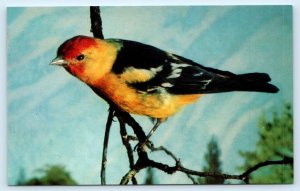 SEQUOIA NATIONAL PARK, CA California ~ WESTERN TANGAGER c1950s Bird  Postcard