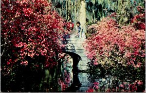 Vtg Charleston South Carolina SC Cypress Gardens 1950s Postcard